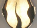 Wandlampe